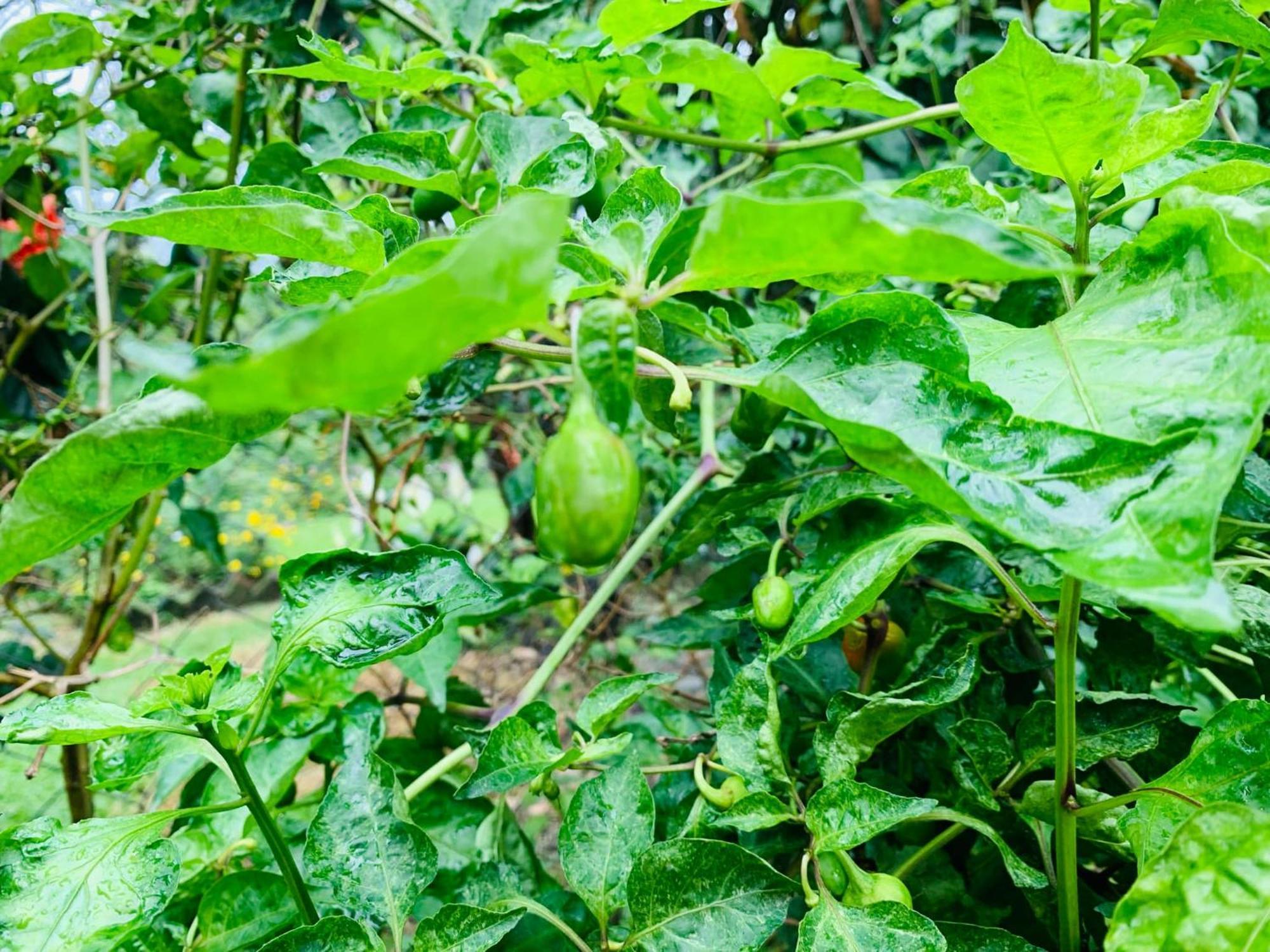 Himmat Guri Farmstead - Great Place To Chill With Family Villa Bagdogra Kültér fotó